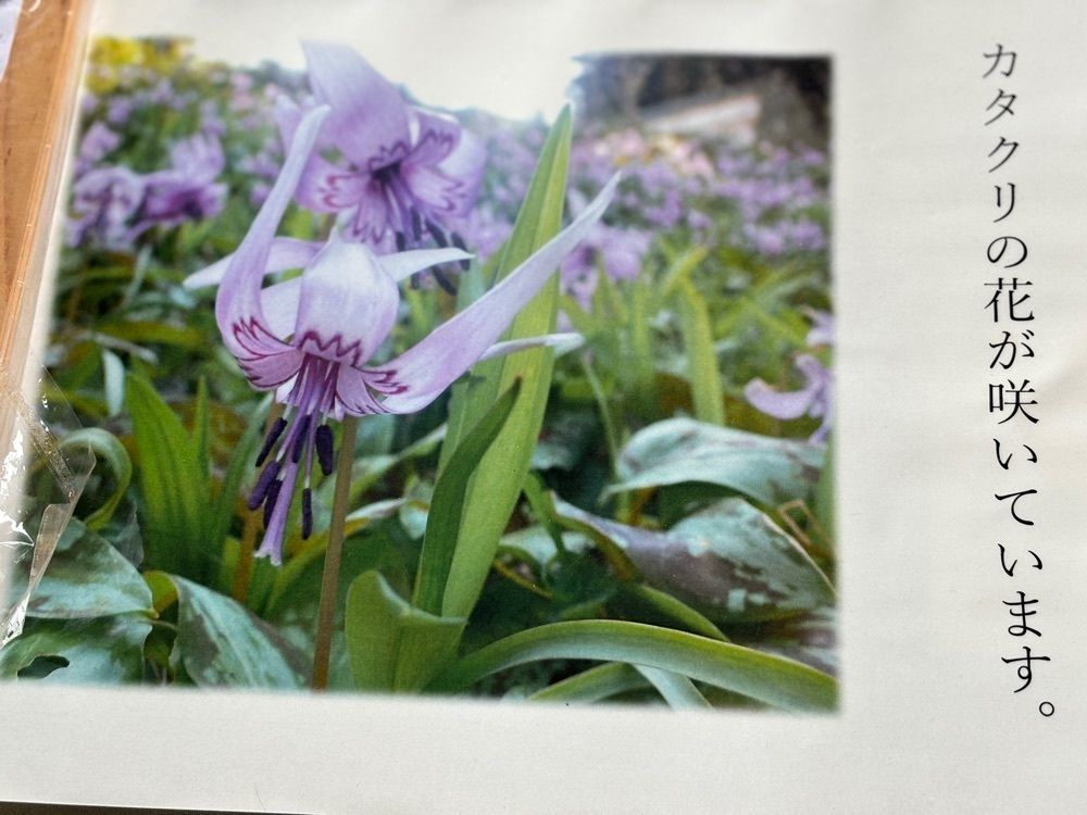 それなはとけさんが投稿した大宇陀かぎろひの丘万葉公園に関する口コミの画像