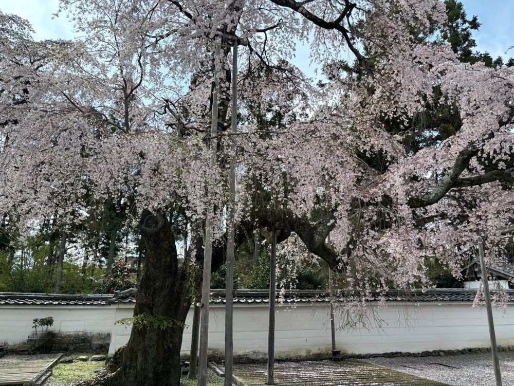 それなはとけさんが投稿した三宝院に関する口コミの画像