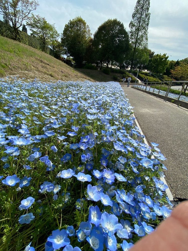 Hanaさんが投稿したディッピンドッツ 花フェスタ記念公園内 The Gardenに関する口コミの画像