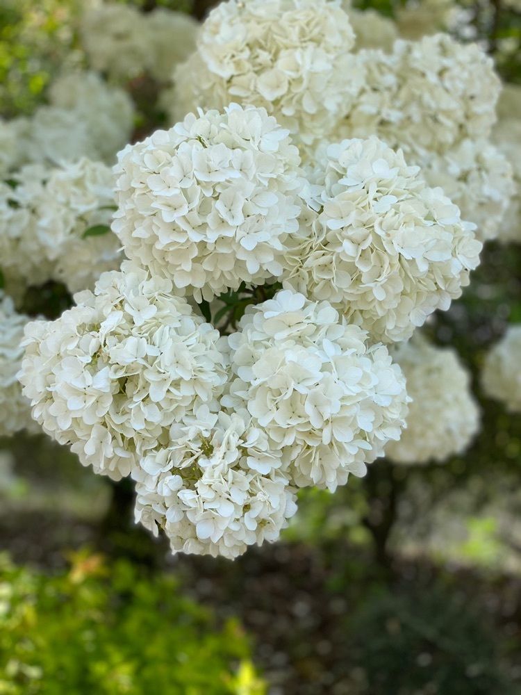 Hanaさんが投稿したディッピンドッツ 花フェスタ記念公園内 The Gardenに関する口コミの画像