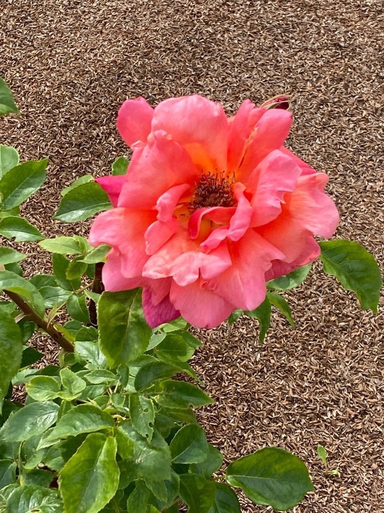 Hanaさんが投稿したディッピンドッツ 花フェスタ記念公園内 The Gardenに関する口コミの画像