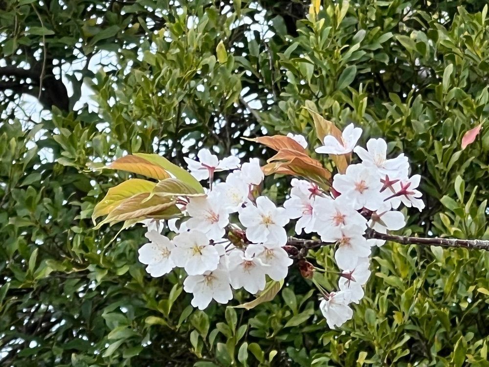 96_take4さんが投稿した松山総合公園に関する口コミの画像