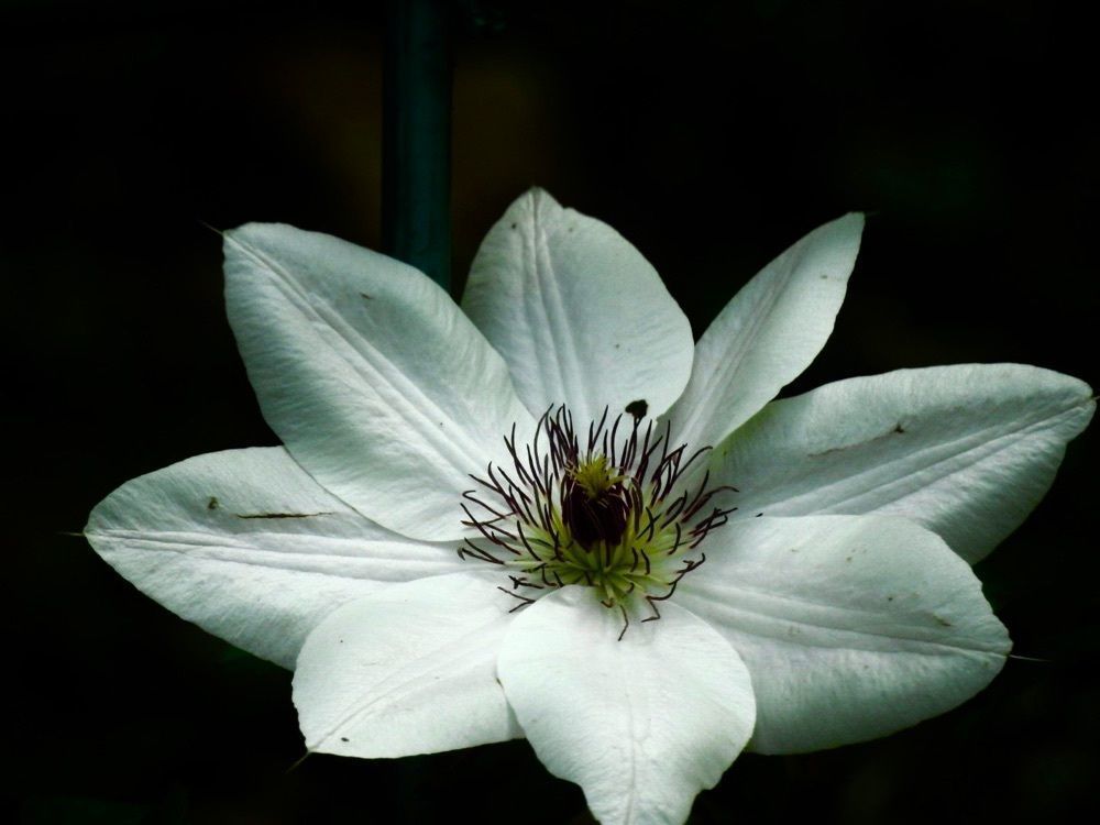 junkunさんが投稿した赤塚植物園に関する口コミの画像