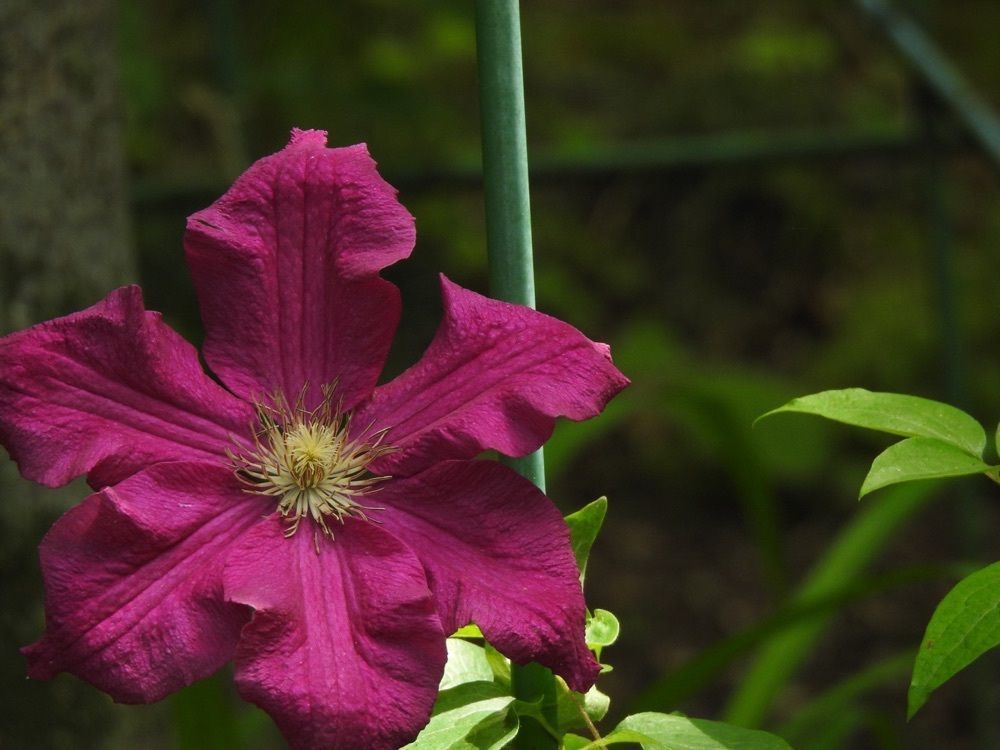 junkunさんが投稿した赤塚植物園に関する口コミの画像