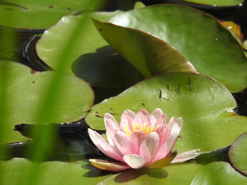 junkunさんが投稿した赤塚植物園に関する口コミの画像