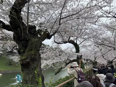 千鳥ケ淵