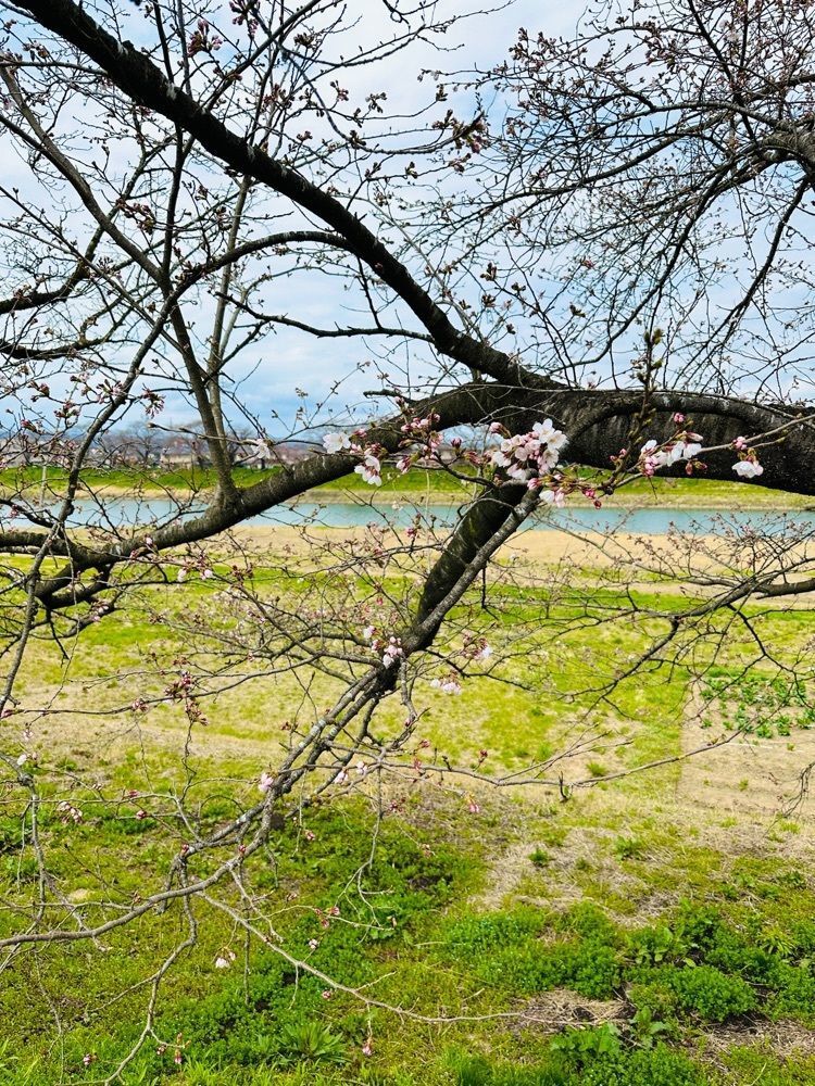 かめ_メグミさんが投稿した大河原河川公園に関する口コミの画像