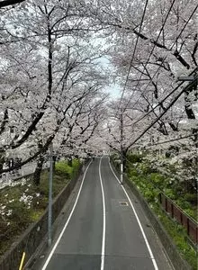 桜坂