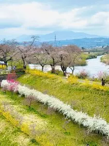 白石川堤 一目千本桜