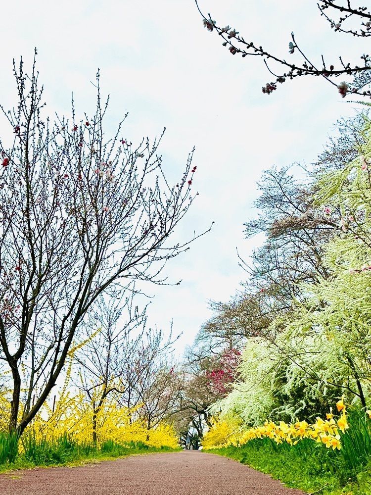 かめ_メグミさんが投稿した白石川堤 一目千本桜に関する口コミの画像