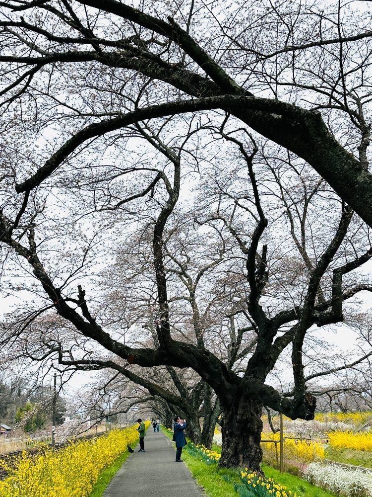 かめ_メグミさんが投稿した白石川堤 一目千本桜に関する口コミの画像