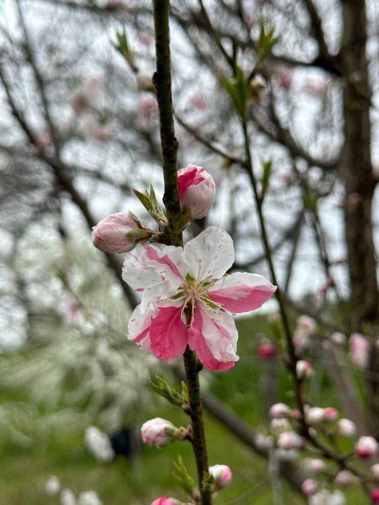 かめ_メグミさんが投稿した白石川堤 一目千本桜に関する口コミの画像
