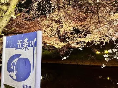 五条川堤の桜