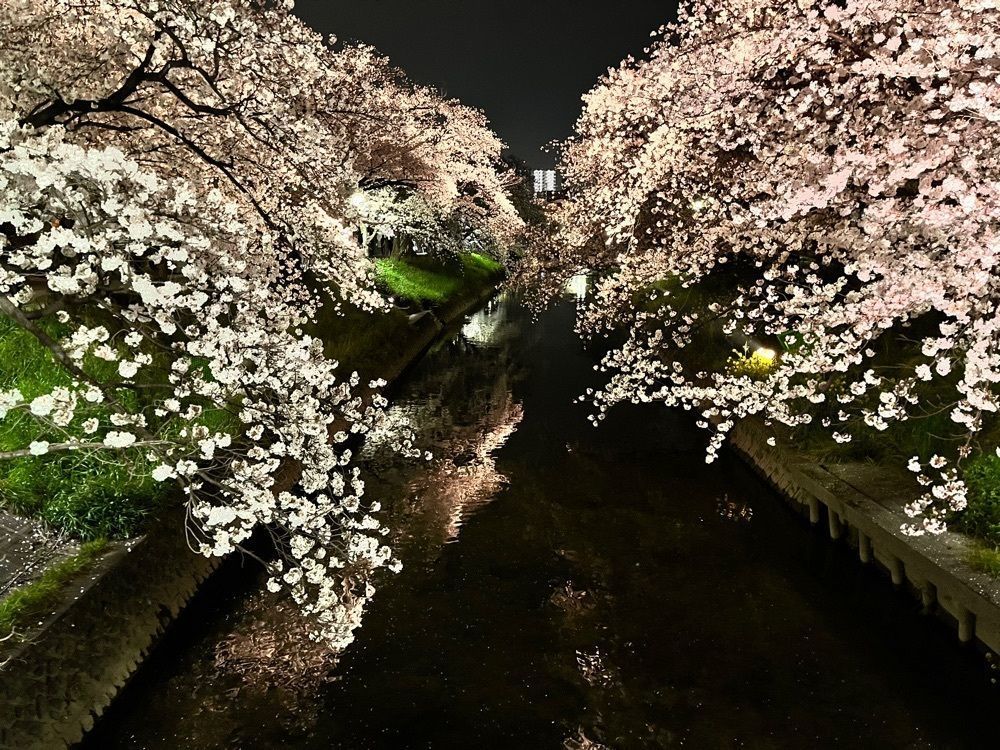 kawatyuさんが投稿した五条川堤の桜に関する口コミの画像