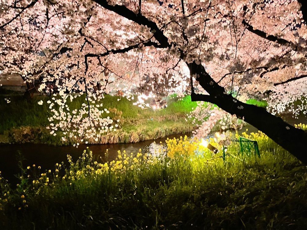 kawatyuさんが投稿した五条川堤の桜に関する口コミの画像