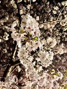 五条川堤の桜 3枚目