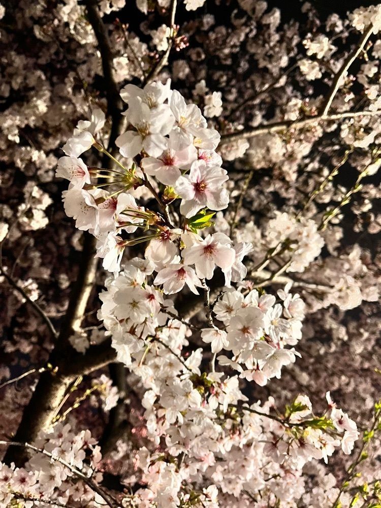 kawatyuさんが投稿した五条川堤の桜に関する口コミの画像