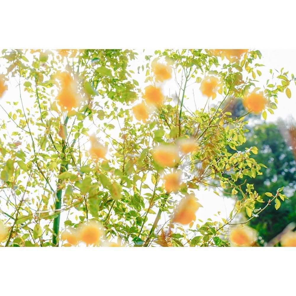 urban_garden_243aさんが投稿した天王山に関する口コミの画像