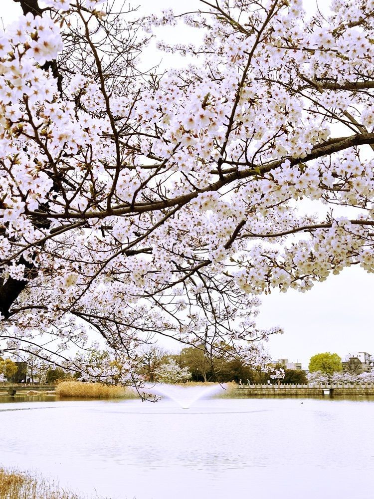 freedom さんが投稿した万代池公園に関する口コミの画像