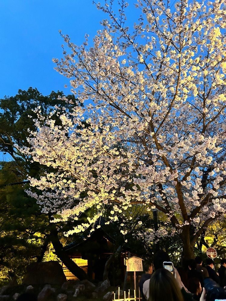 beautiful_garden_e784さんが投稿した高台寺の桜に関する口コミの画像