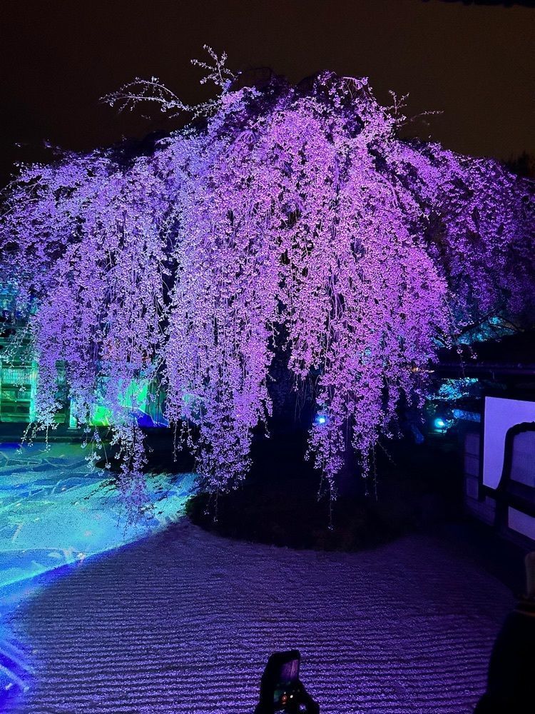 beautiful_garden_e784さんが投稿した高台寺の桜に関する口コミの画像