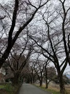 眞原の桜並木