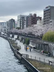 隅田公園の桜
