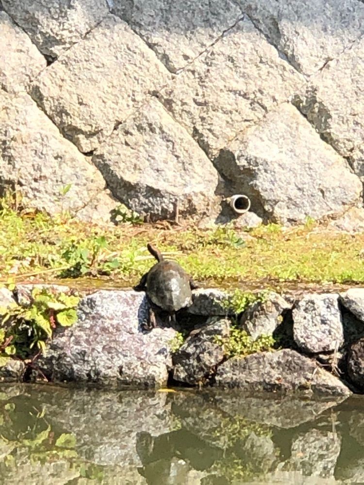 nicanさんが投稿した船宿寺に関する口コミの画像