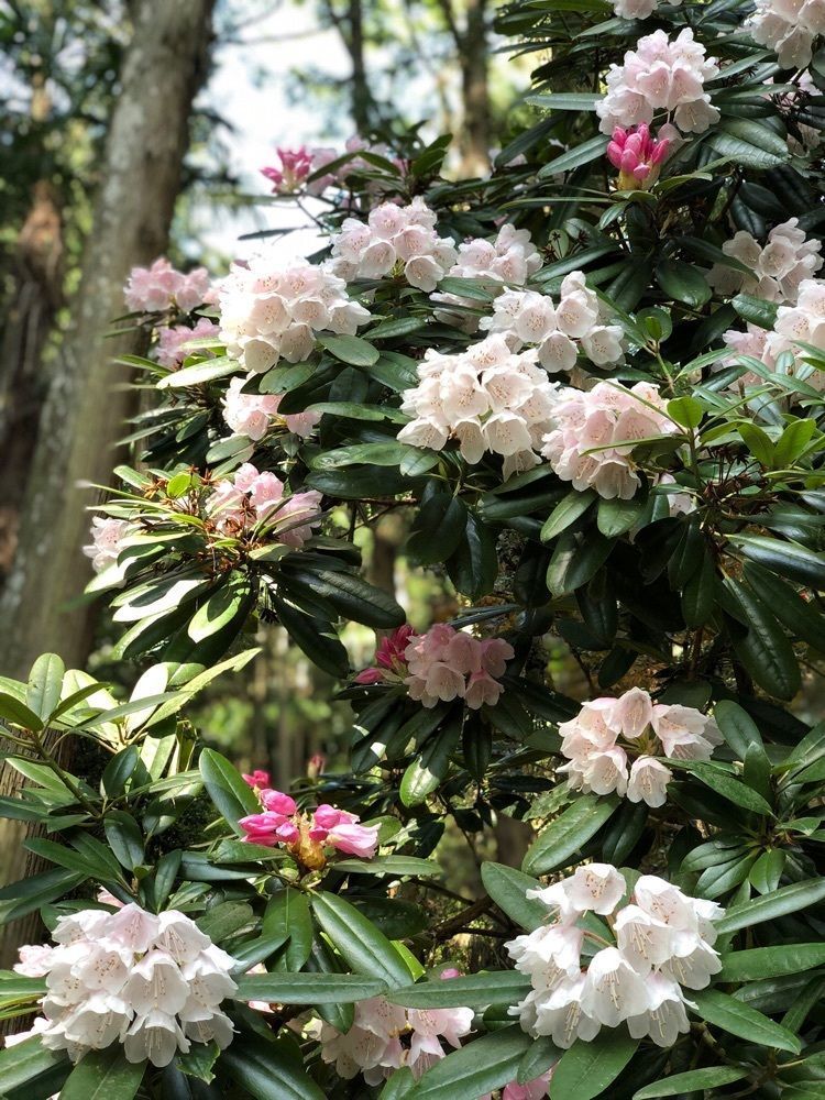 nicanさんが投稿した船宿寺に関する口コミの画像