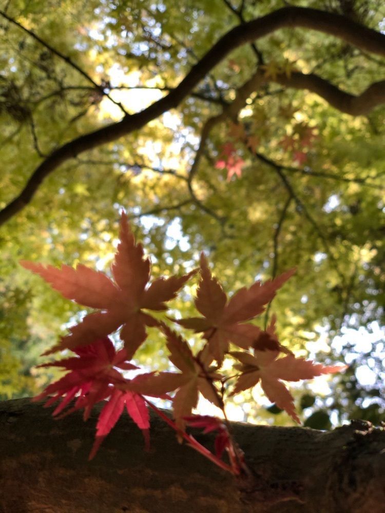 nicanさんが投稿した船宿寺に関する口コミの画像