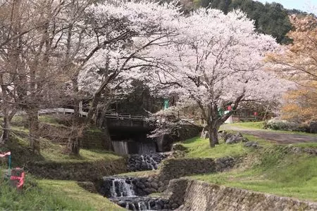 霞間ケ渓（サクラ）