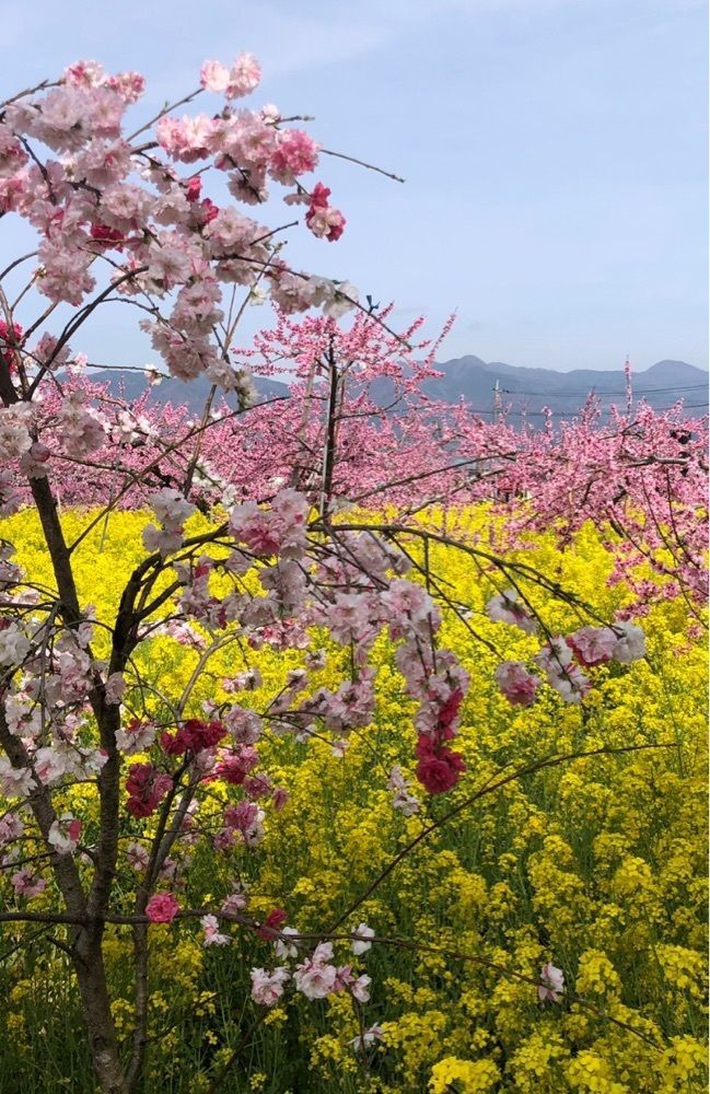 take.aさんが投稿した慈眼寺（山梨県笛吹市）に関する口コミの画像