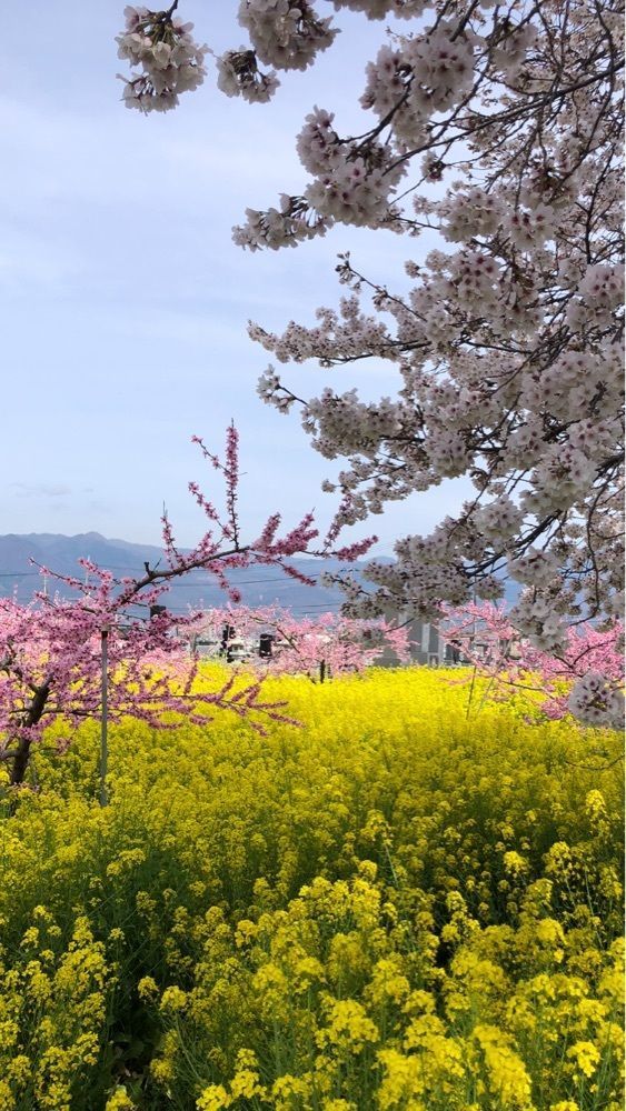 take.aさんが投稿した慈眼寺（山梨県笛吹市）に関する口コミの画像