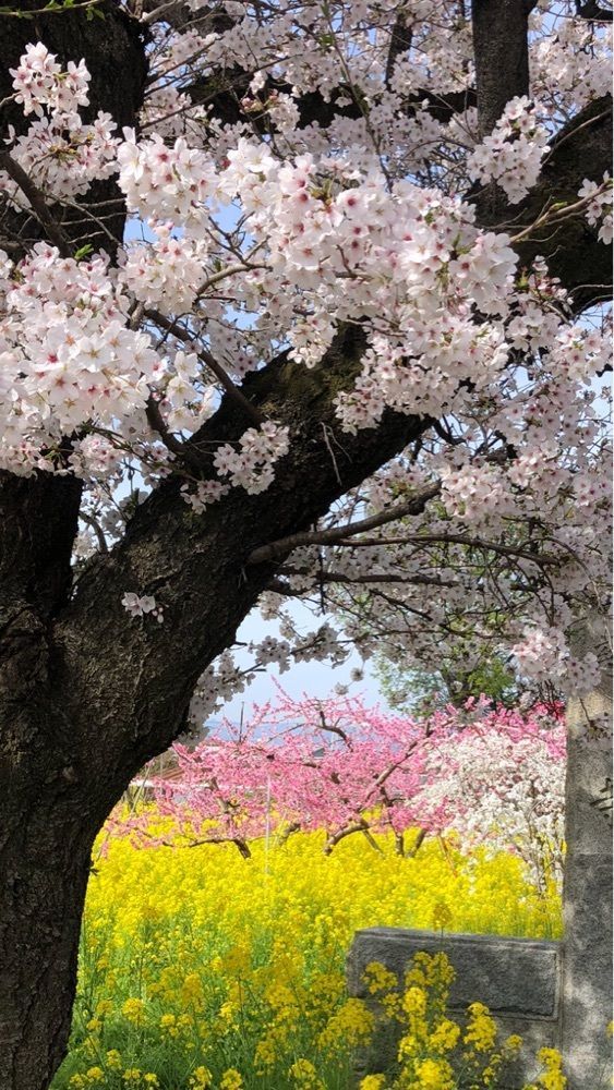 take.aさんが投稿した慈眼寺（山梨県笛吹市）に関する口コミの画像
