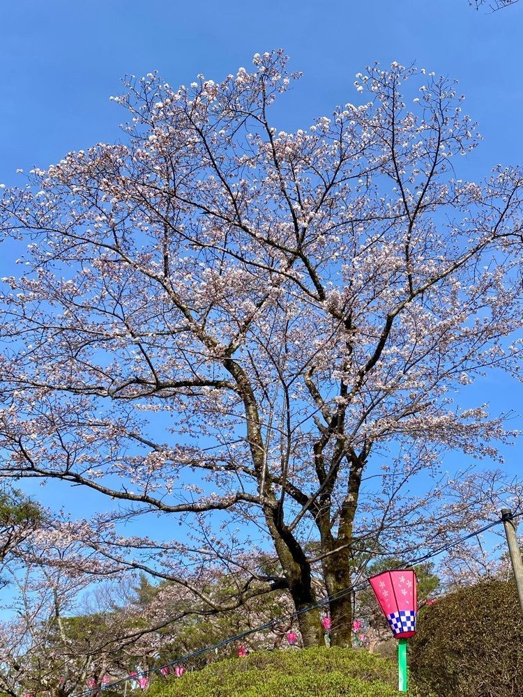 calm_gift_1030さんが投稿した宇都宮タワー（八幡山公園内）に関する口コミの画像
