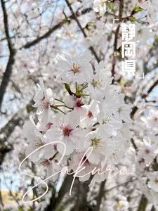 中華屋 貴長（きちょう）