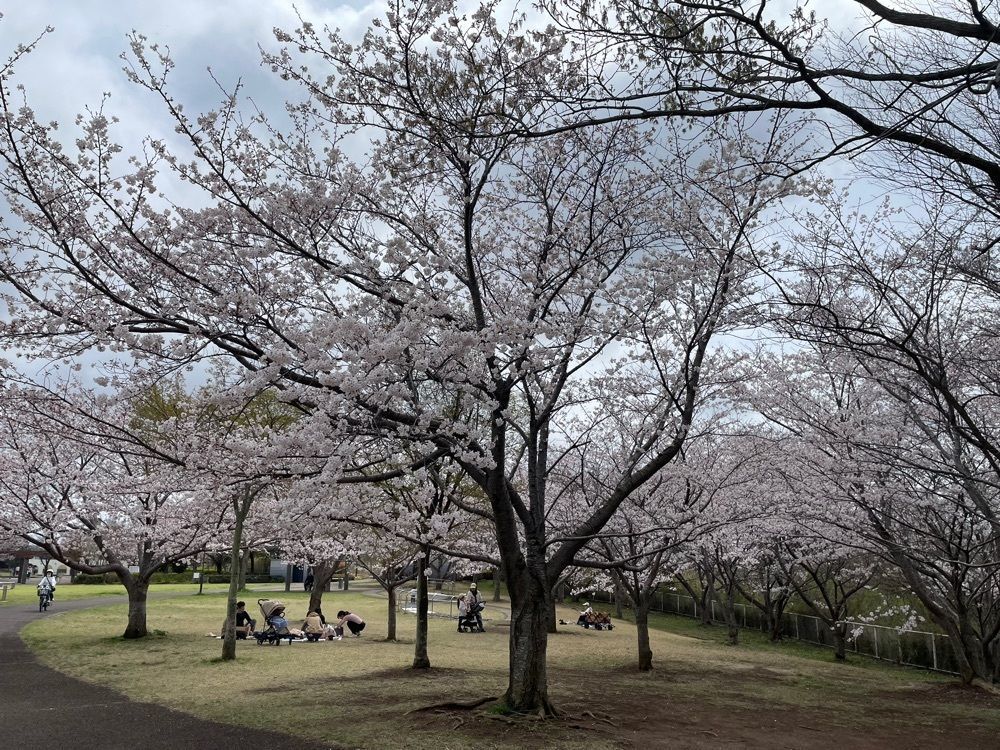 powerful_gift_4f3aさんが投稿した牧の原公園に関する口コミの画像