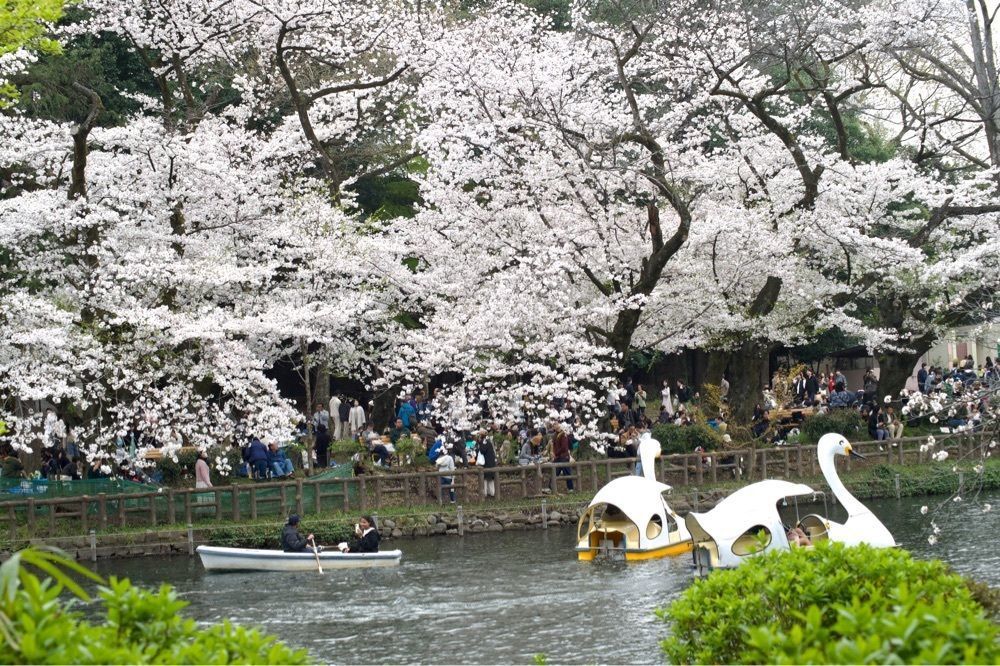 junkunさんが投稿した吉祥寺オデヲンに関する口コミの画像