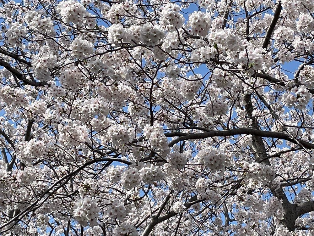 ぱっつんさんが投稿した門池に関する口コミの画像