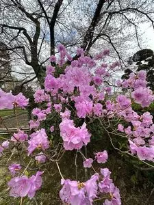 松音寺
