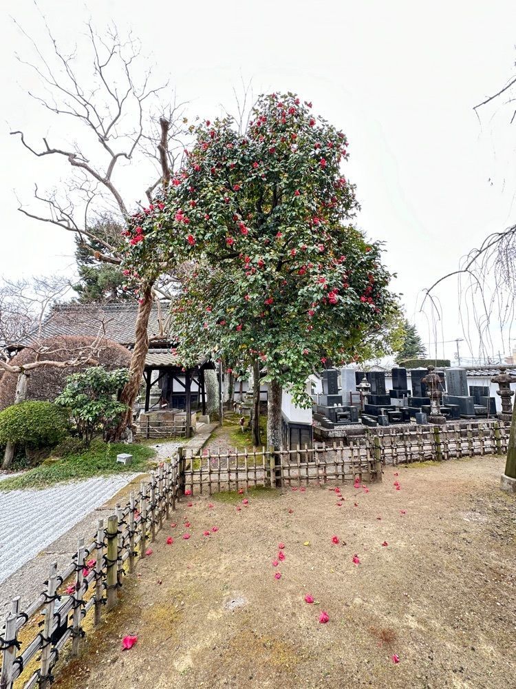 かめ_メグミさんが投稿した松音寺に関する口コミの画像