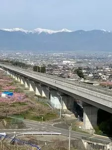 花鳥山一本杉の桜