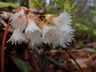 バードピア浜北 1枚目
