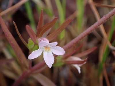 バードピア浜北 7枚目