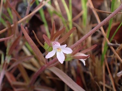 バードピア浜北 8枚目