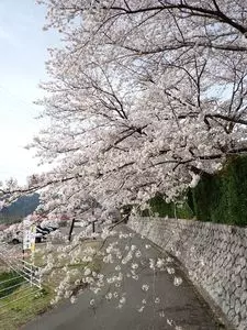 花の奥山高原