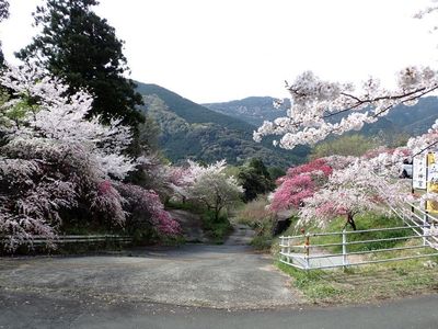 花の奥山高原 2枚目