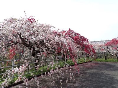 花の奥山高原 4枚目
