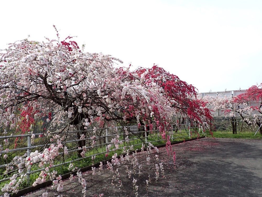 Howl Monさんが投稿した花の奥山高原に関する口コミの画像