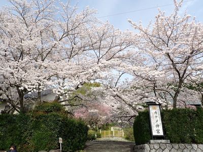 花の奥山高原 5枚目